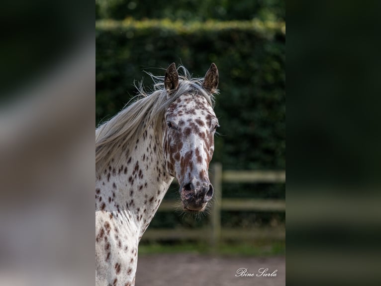 Knabstrup Gelding 12 years 15.3 hh Leopard-Piebald in Fredensborg
