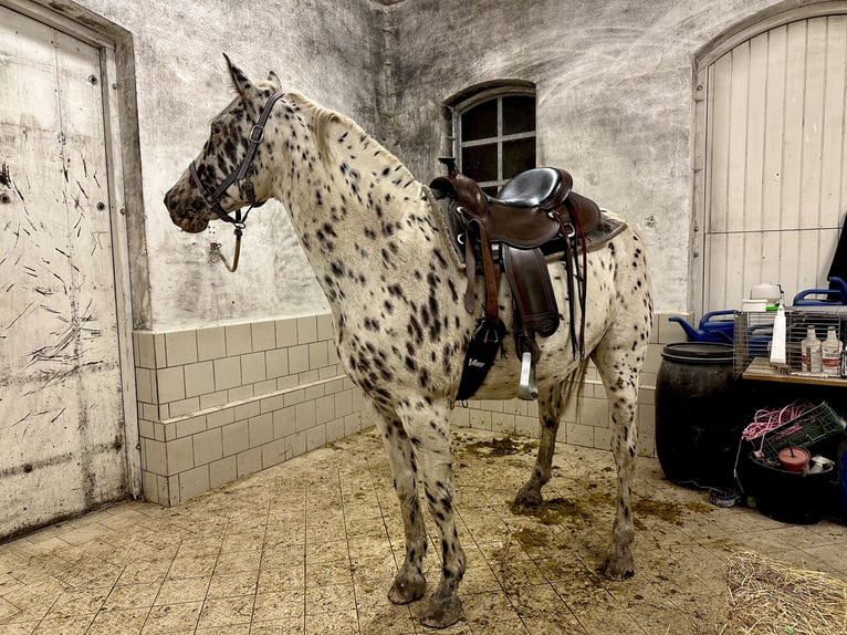 Knabstrup Gelding 12 years 15.3 hh Leopard-Piebald in Fredensborg