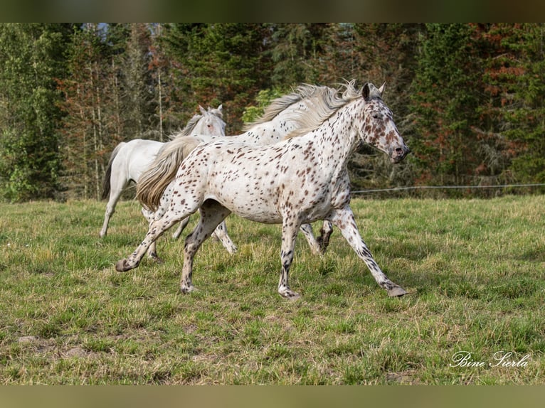 Knabstrup Gelding 12 years 15,2 hh Leopard-Piebald in Fredensborg