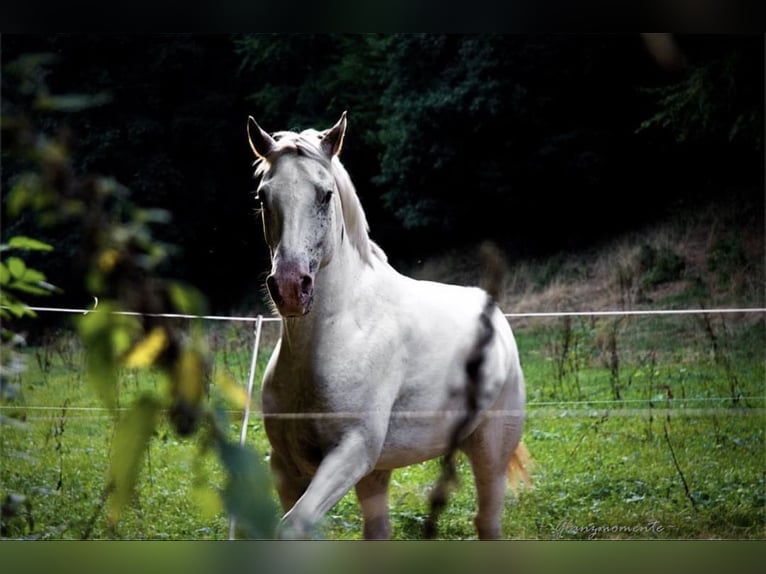 Knabstrup Gelding 14 years 15.1 hh White in Eisenach