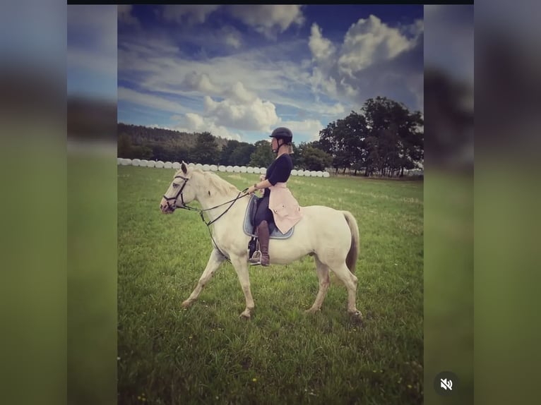 Knabstrup Gelding 14 years 15,1 hh White in Eisenach