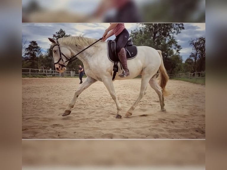 Knabstrup Gelding 14 years 15,1 hh White in Eisenach