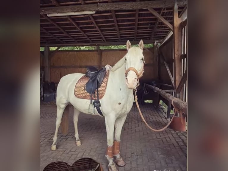Knabstrup Gelding 14 years 15,1 hh White in Eisenach