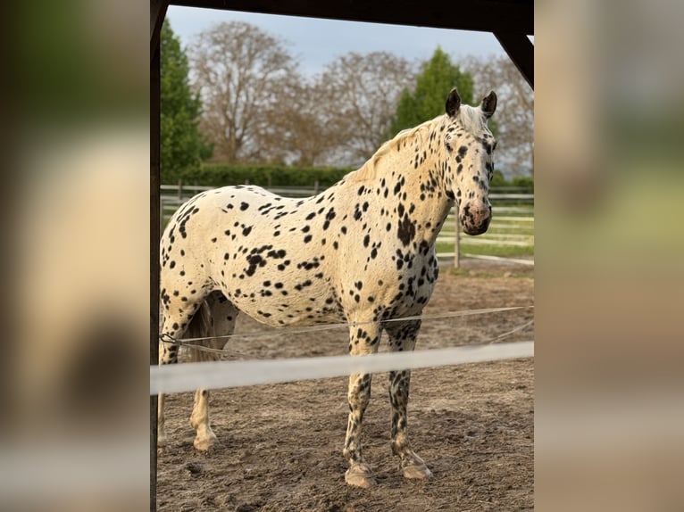 Knabstrup Gelding 14 years 16 hh Leopard-Piebald in Vogtsburg im Kaiserstuhl