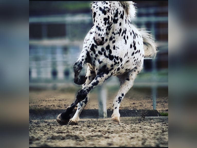 Knabstrup Gelding 14 years 16 hh Leopard-Piebald in Vogtsburg im Kaiserstuhl