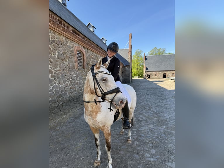 Knabstrup Gelding 17 years 14.1 hh Leopard-Piebald in Midtjylland