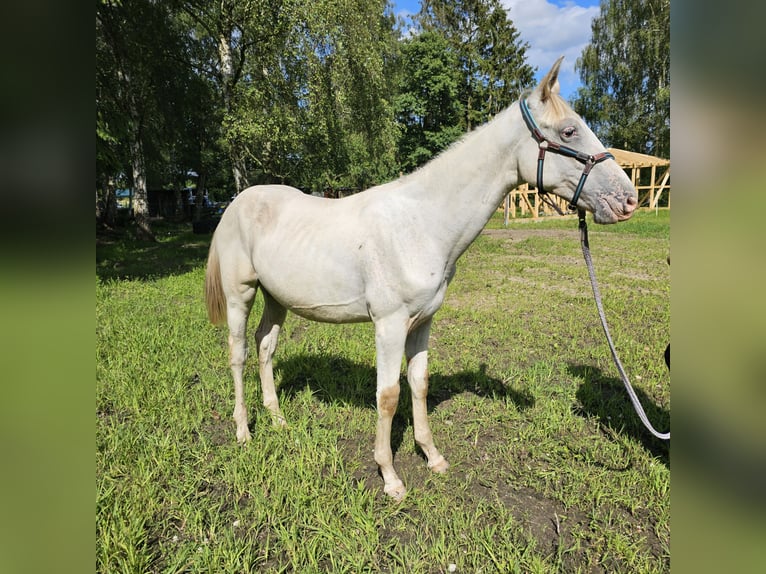 Knabstrup Gelding 1 year 16 hh Gray in Winsen (Luhe)