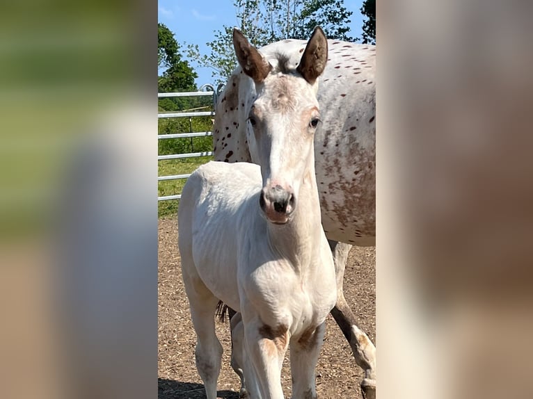 Knabstrup Gelding 1 year 16 hh Gray in Winsen (Luhe)