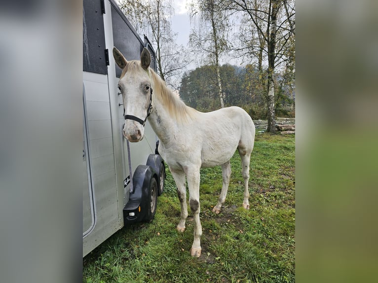 Knabstrup Gelding 1 year 16 hh Gray in Winsen (Luhe)