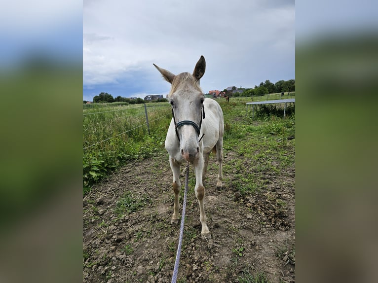 Knabstrup Gelding 1 year 16 hh Gray in Winsen (Luhe)