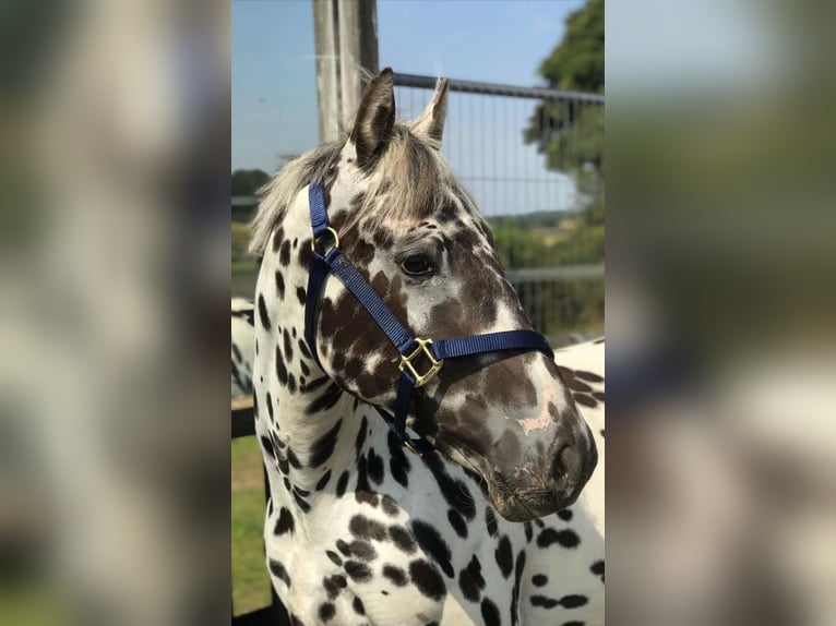 Knabstrup Gelding 1 year Leopard-Piebald in Shrewsbury