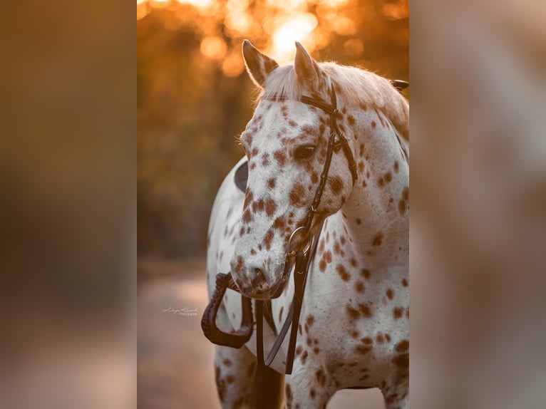 Knabstrup Gelding 20 years 14,3 hh Leopard-Piebald in B&#xF6;nningstedt