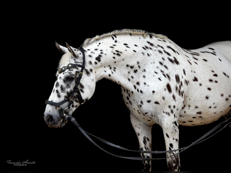 Knabstrup Gelding 21 years 15,2 hh Leopard-Piebald in Karben Rendel