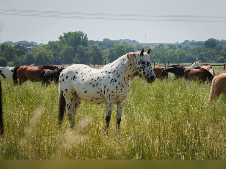 Knabstrup Gelding 21 years 15,2 hh Leopard-Piebald in Karben Rendel