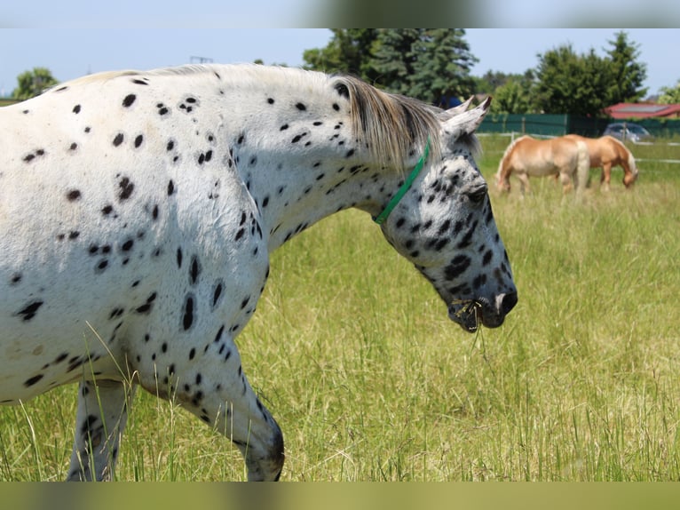 Knabstrup Gelding 21 years 15,2 hh Leopard-Piebald in Karben Rendel