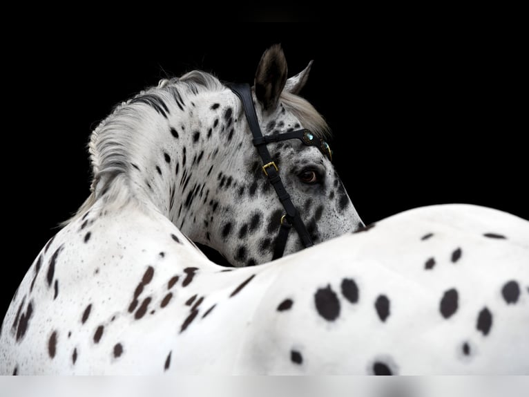 Knabstrup Gelding 21 years 15,2 hh Leopard-Piebald in Karben Rendel