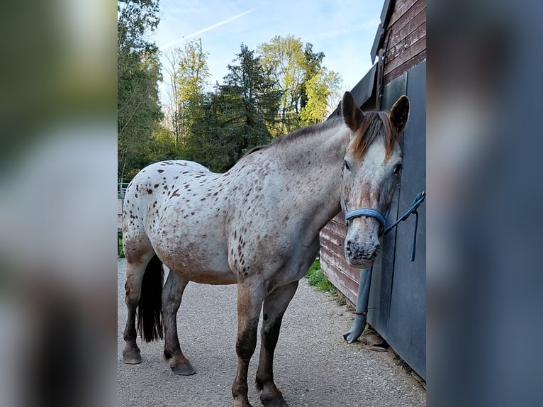 Knabstrup Gelding 21 years 15 hh Leopard-Piebald in Ratingen