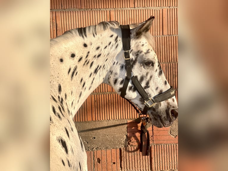 Knabstrup Gelding 23 years 15.2 hh Leopard-Piebald in Karben