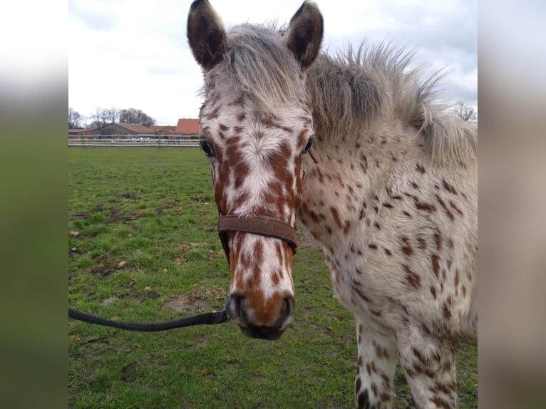 Knabstrup Gelding 2 years 15,1 hh Leopard-Piebald in Bad Essen