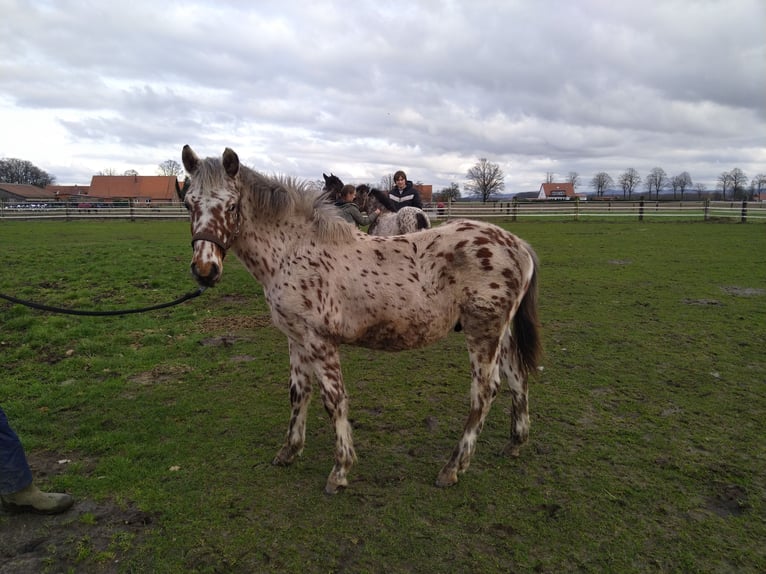 Knabstrup Gelding 2 years 15,1 hh Leopard-Piebald in Bad Essen