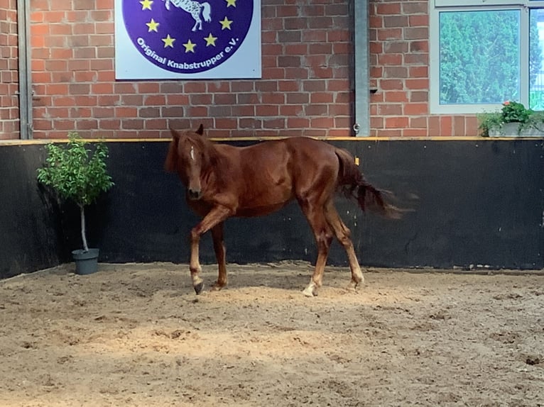 Knabstrup Gelding 2 years 15 hh Chestnut-Red in Werpeloh
