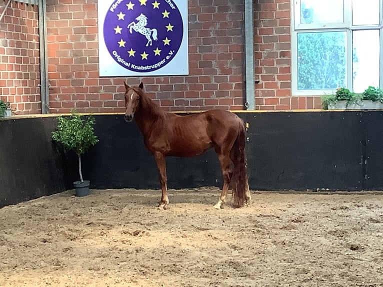 Knabstrup Gelding 2 years 15 hh Chestnut-Red in Werpeloh