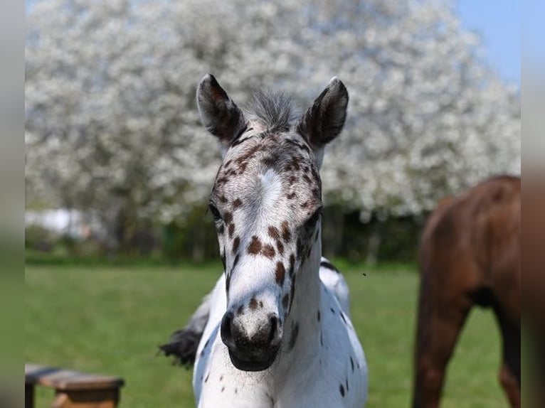 Knabstrup Gelding 2 years 15,1 hh Leopard-Piebald in Reichenwalde