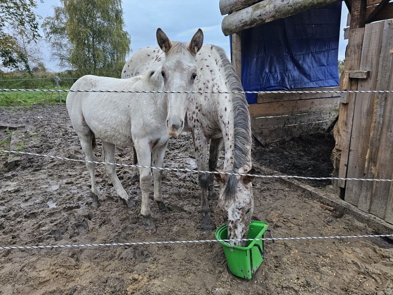 Knabstrup Gelding 2 years 16 hh Gray in Winsen (Luhe)