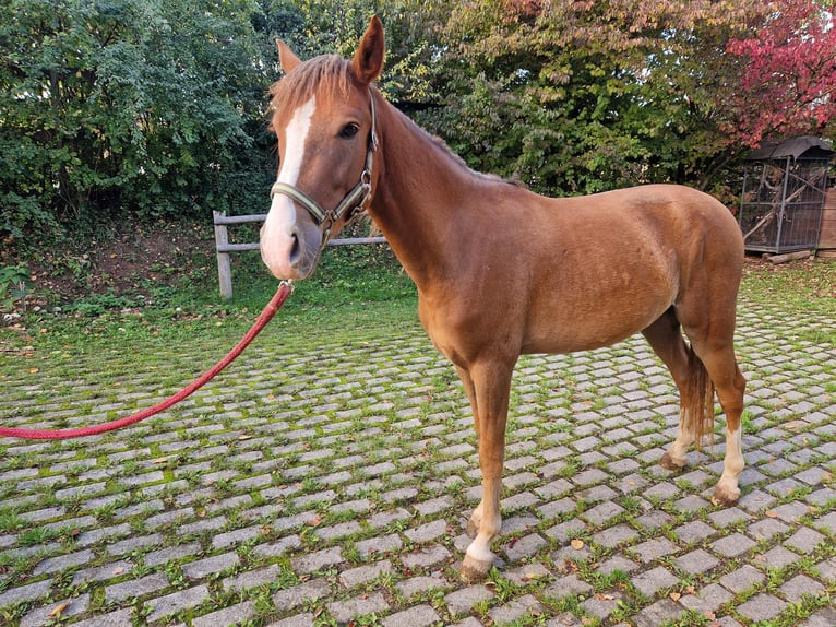 Knabstrup Gelding 3 years 13,2 hh Pinto in Bad Wildungen