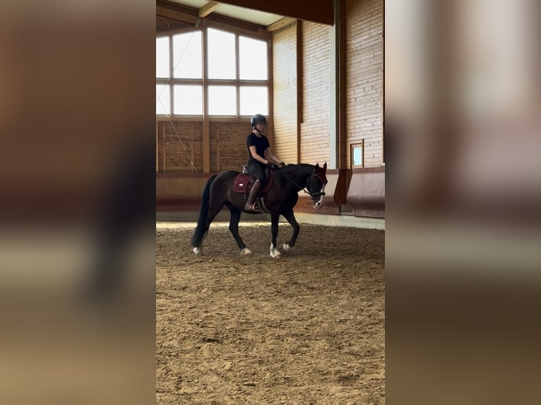 Knabstrup Mix Gelding 3 years 14.1 hh Black in Achstetten