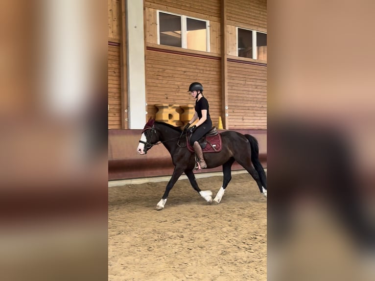 Knabstrup Mix Gelding 3 years 14.1 hh Black in Achstetten