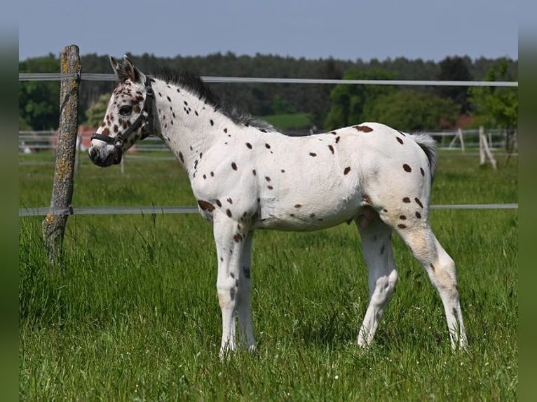 Knabstrup Gelding 3 years 15.1 hh Leopard-Piebald in Reichenwalde