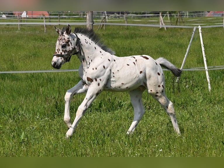 Knabstrup Gelding 3 years 15.1 hh Leopard-Piebald in Reichenwalde