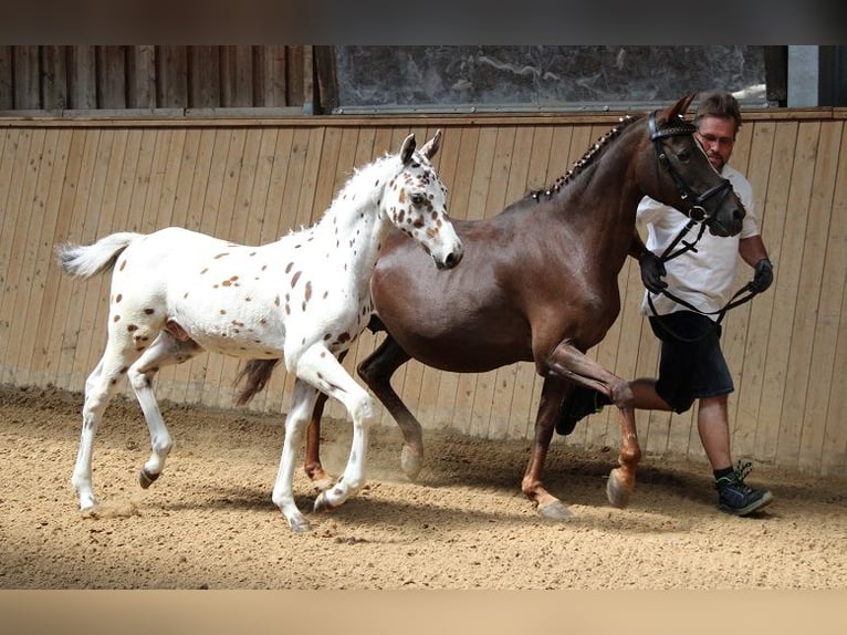Knabstrup Gelding 3 years 15.1 hh Leopard-Piebald in Reichenwalde