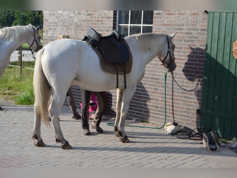 Knabstrup Gelding 3 years 15,1 hh Leopard-Piebald in Oldenburg