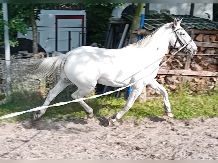 Knabstrup Gelding 3 years 15,1 hh Leopard-Piebald in Oldenburg