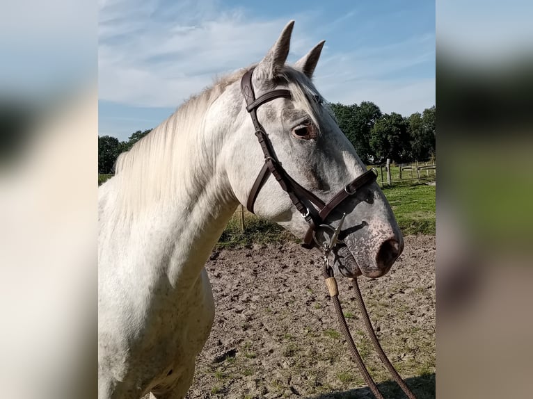 Knabstrup Gelding 3 years 15,1 hh Leopard-Piebald in Oldenburg