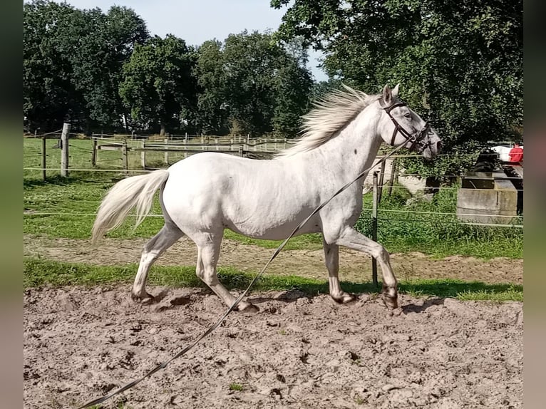 Knabstrup Gelding 3 years 15,1 hh Leopard-Piebald in Oldenburg