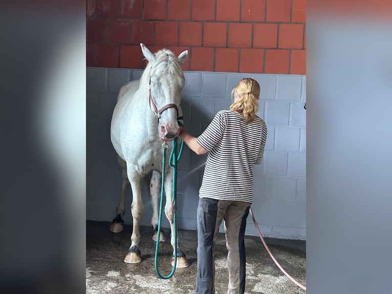 Knabstrup Gelding 3 years 15,1 hh Leopard-Piebald in Oldenburg