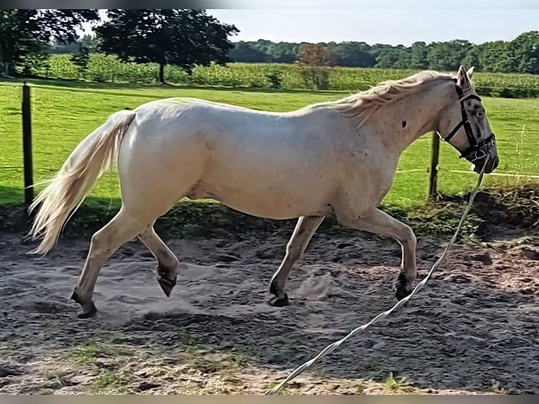 Knabstrup Gelding 3 years 15,1 hh Leopard-Piebald in Oldenburg