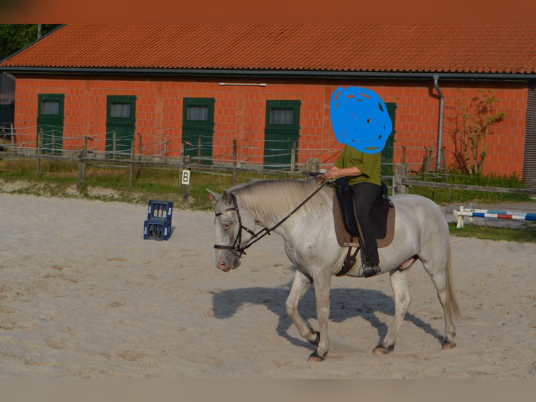 Knabstrup Gelding 3 years 15,1 hh Leopard-Piebald in Oldenburg