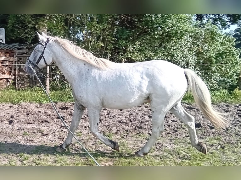 Knabstrup Gelding 3 years 15,1 hh Leopard-Piebald in Oldenburg