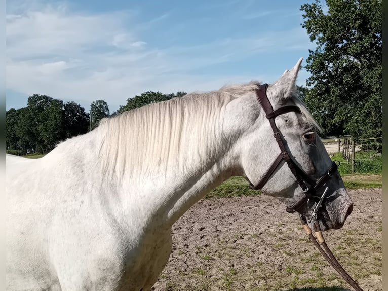 Knabstrup Gelding 3 years 15,1 hh Leopard-Piebald in Oldenburg