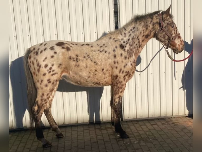 Knabstrup Gelding 3 years 15,2 hh Leopard-Piebald in S&#xFC;derl&#xFC;gum