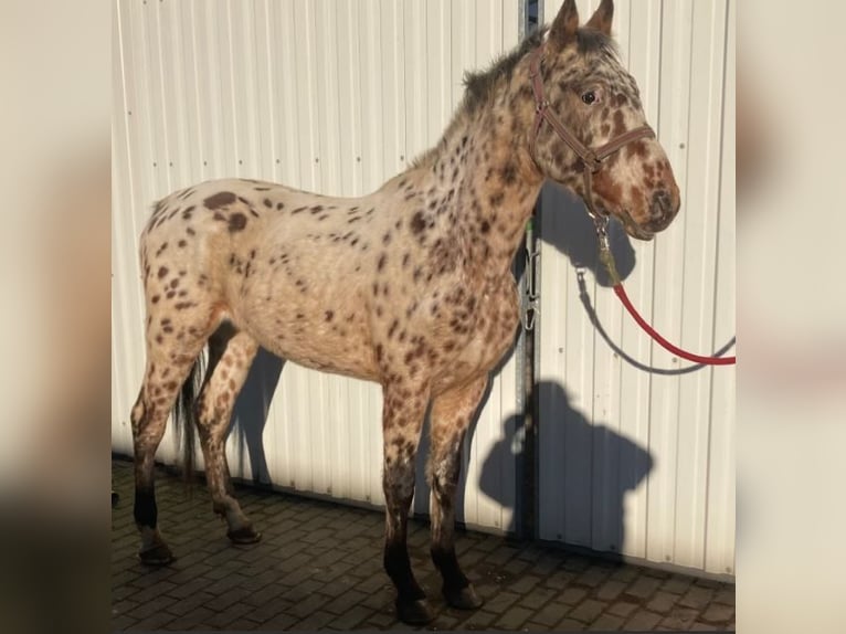 Knabstrup Gelding 3 years 15,2 hh Leopard-Piebald in S&#xFC;derl&#xFC;gum