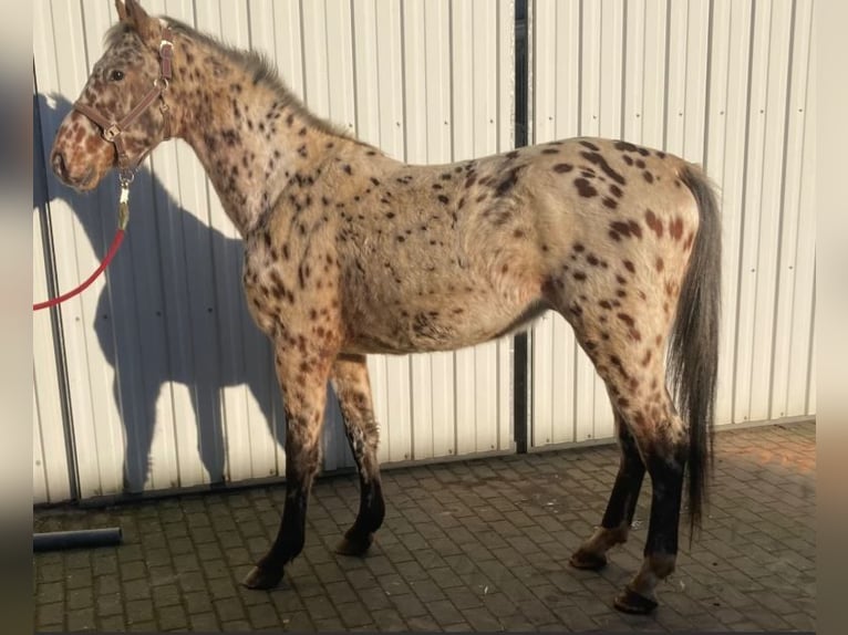 Knabstrup Gelding 3 years 15,2 hh Leopard-Piebald in S&#xFC;derl&#xFC;gum