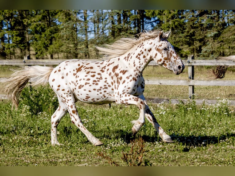 Knabstrup Gelding 3 years 15 hh Leopard-Piebald in Fredensborg