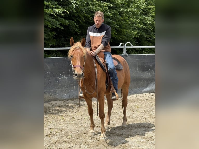 Knabstrup Gelding 3 years 15,1 hh Chestnut-Red in Achstetten