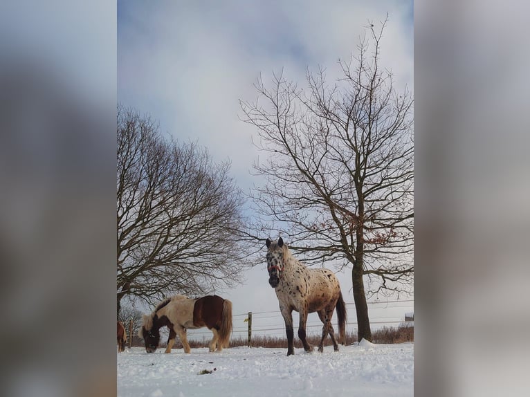 Knabstrup Gelding 3 years 16 hh Leopard-Piebald in Neustadt