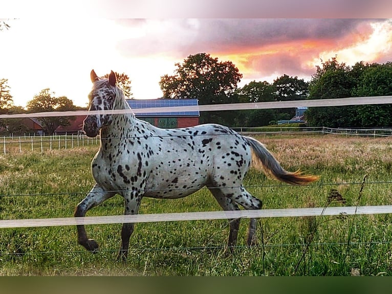 Knabstrup Gelding 3 years 16 hh Leopard-Piebald in Neustadt